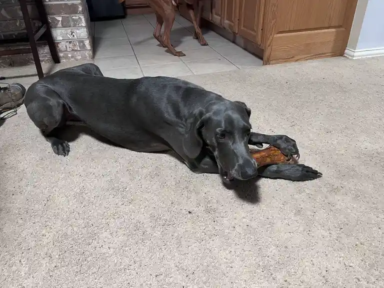 Celebrating Khaleesi's Birthday with a Special Gift from the Pet Store