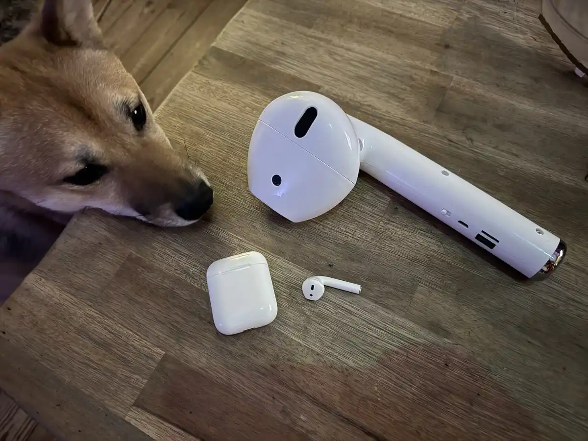 A tan dog with dark eyes and a black nose peers intently at a white AirPods case and a single AirPod lying on a wooden floor…