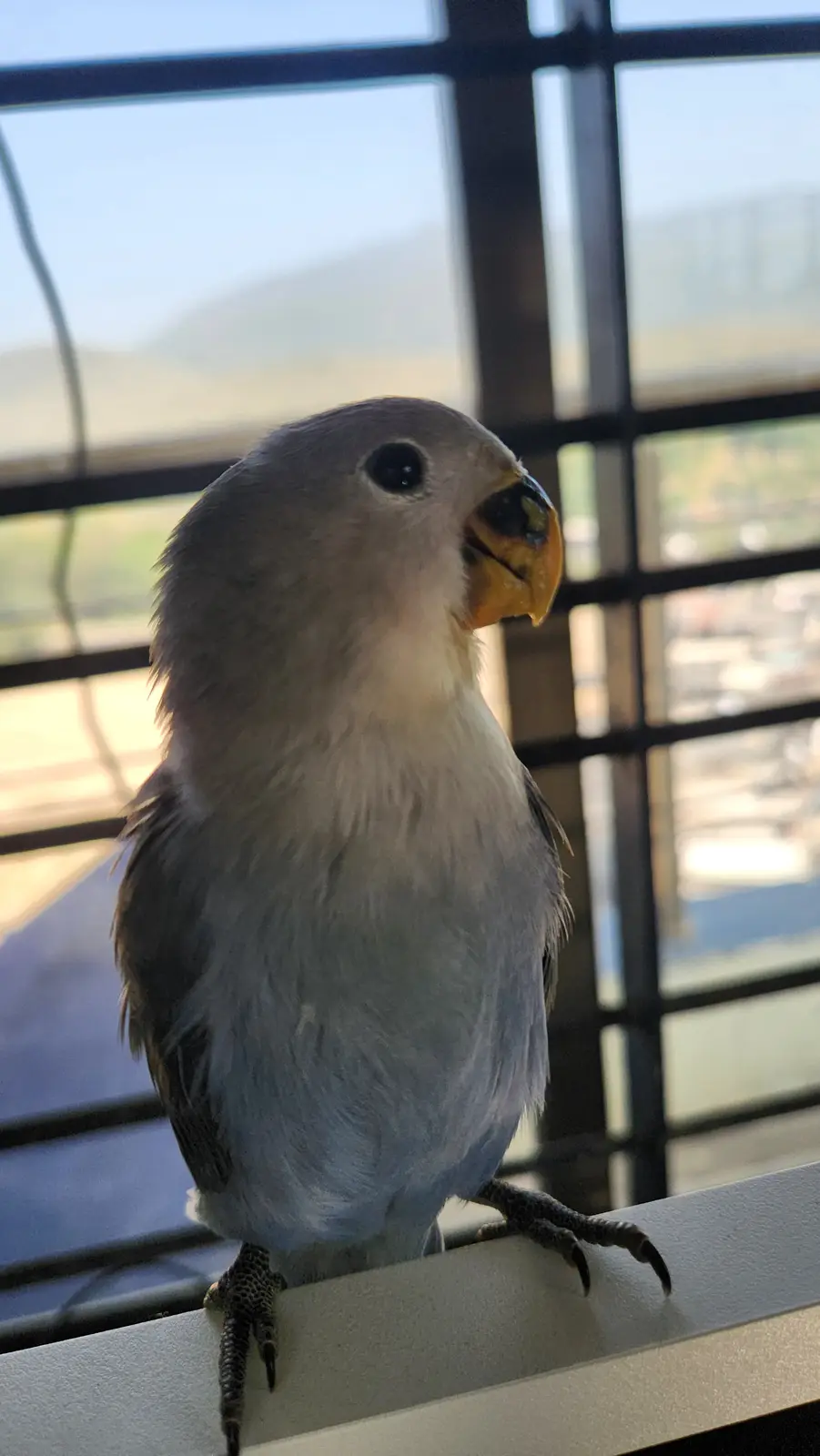 A close-up photo of a small, gray parrot with a pale yellow beak perched on a white ledge, looking directly at the camera…