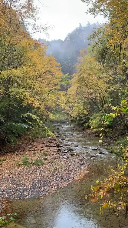 A serene autumn forest scene with a shallow stream winding through fallen leaves and trees displaying yellow and orange…