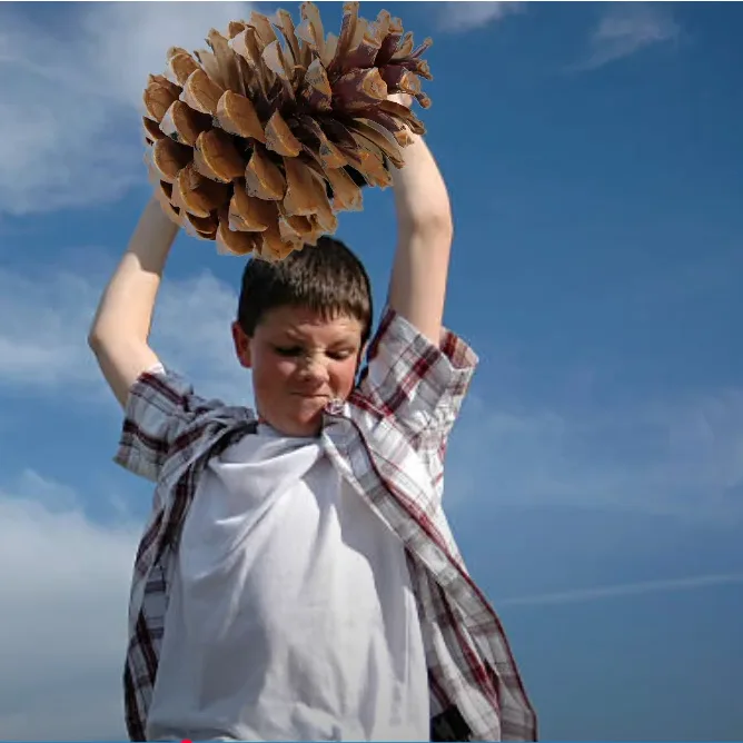 A young boy in a plaid shirt and white t-shirt stands outdoors under a blue sky with white clouds, holding a large pinecone…