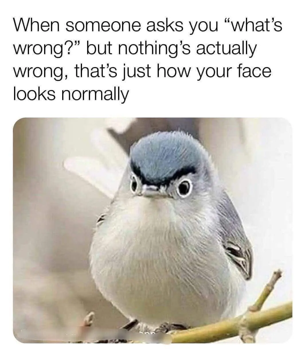 A close-up photo of a small bird with a gray-blue crown and white underbelly perched on a branch, its eyes wide and eyebrows…