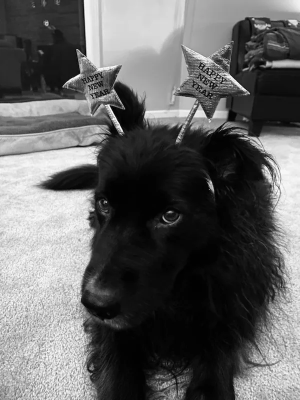 A black and white photo of a fluffy black dog lying on carpet, wearing two star-shaped party hats on its ears, each hat…