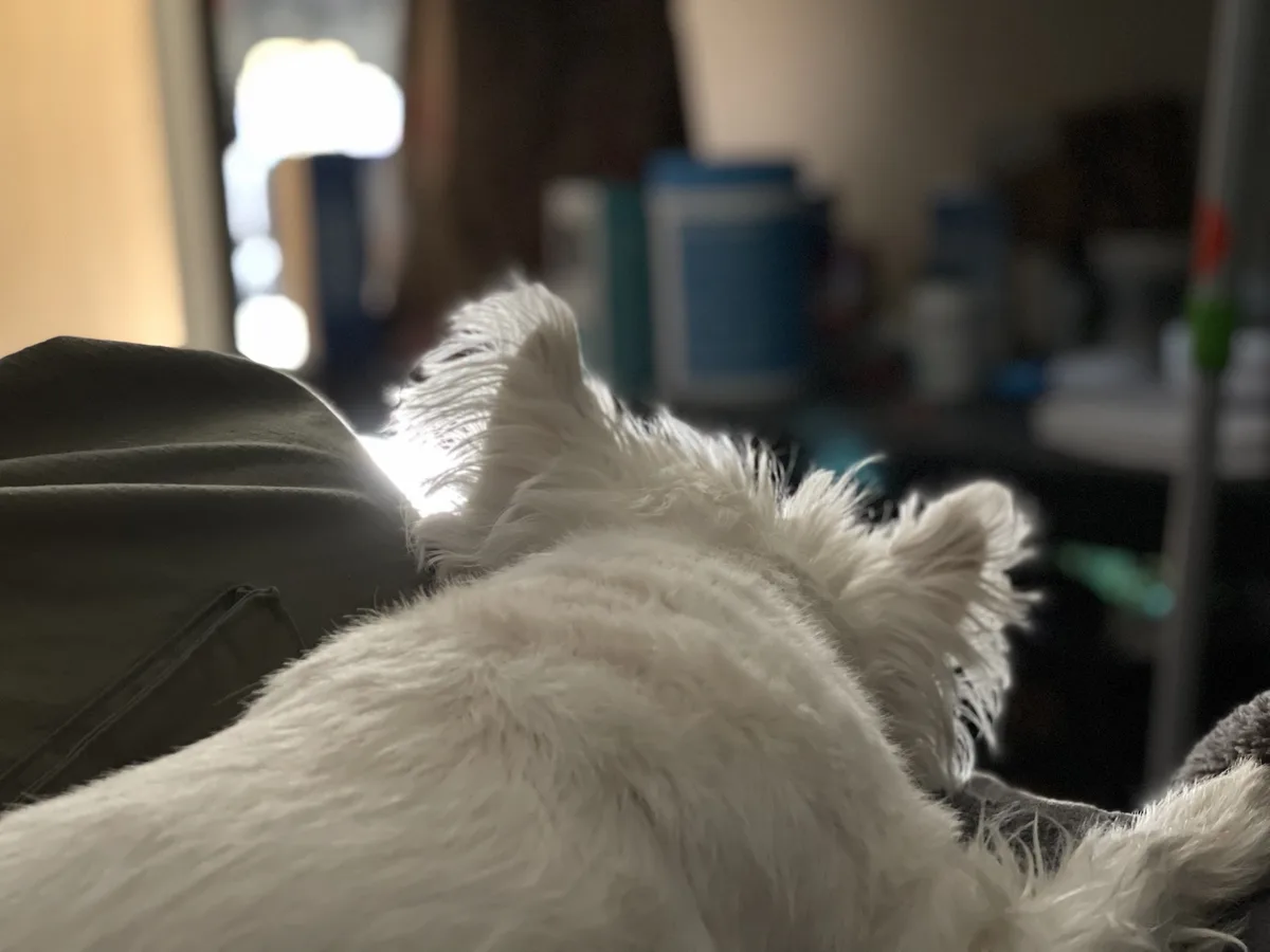A fluffy white dog is seen from behind, lying on a dark couch or chair, with its head turned away from the camera. The…