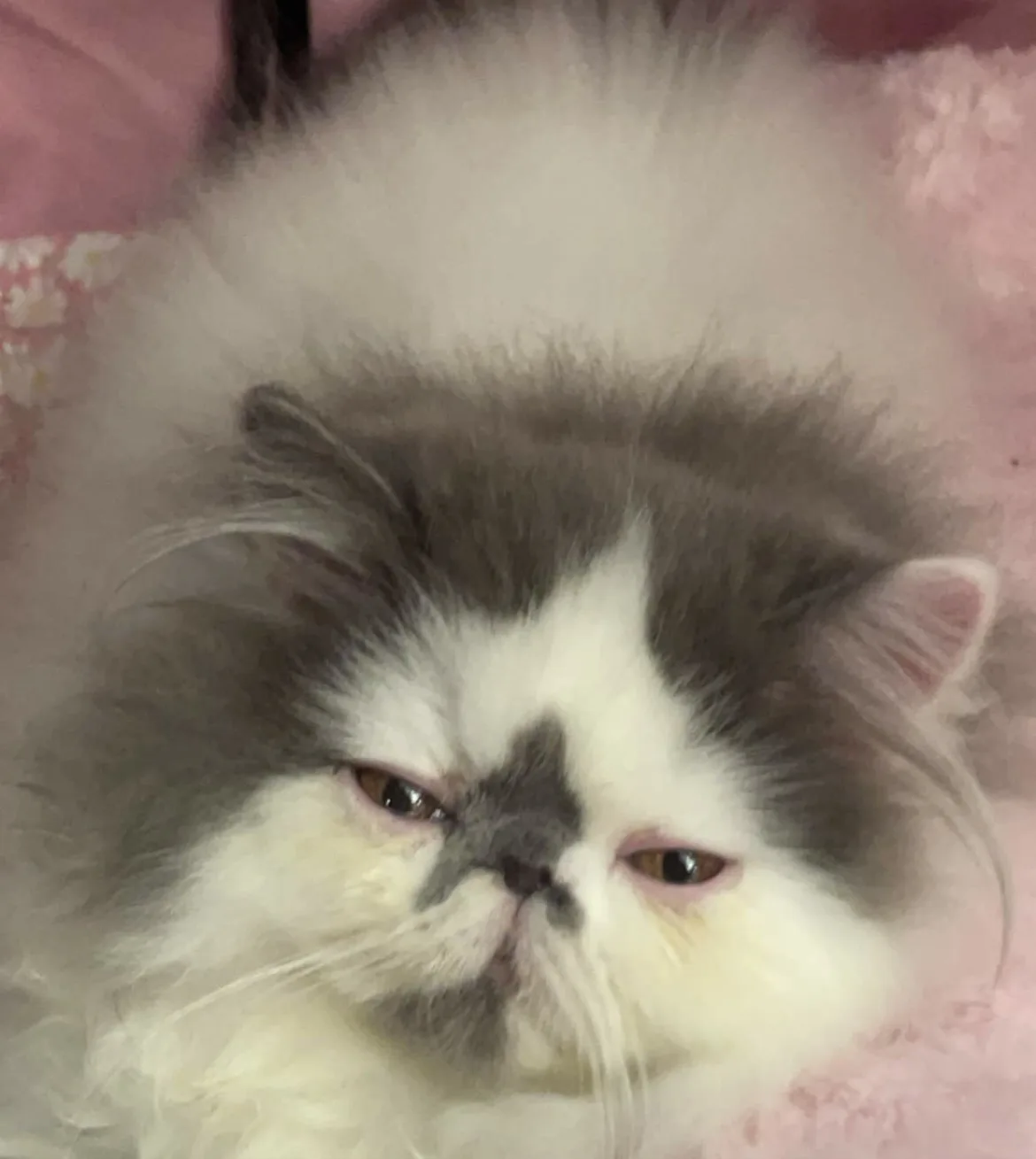 A close-up of a fluffy, long-haired cat with grey and white fur, resting on a pink textured surface. The cat has a…
