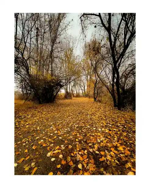 A low-angle photo shows a dirt path covered in golden autumn leaves, flanked by bare-branched trees under an overcast sky…
