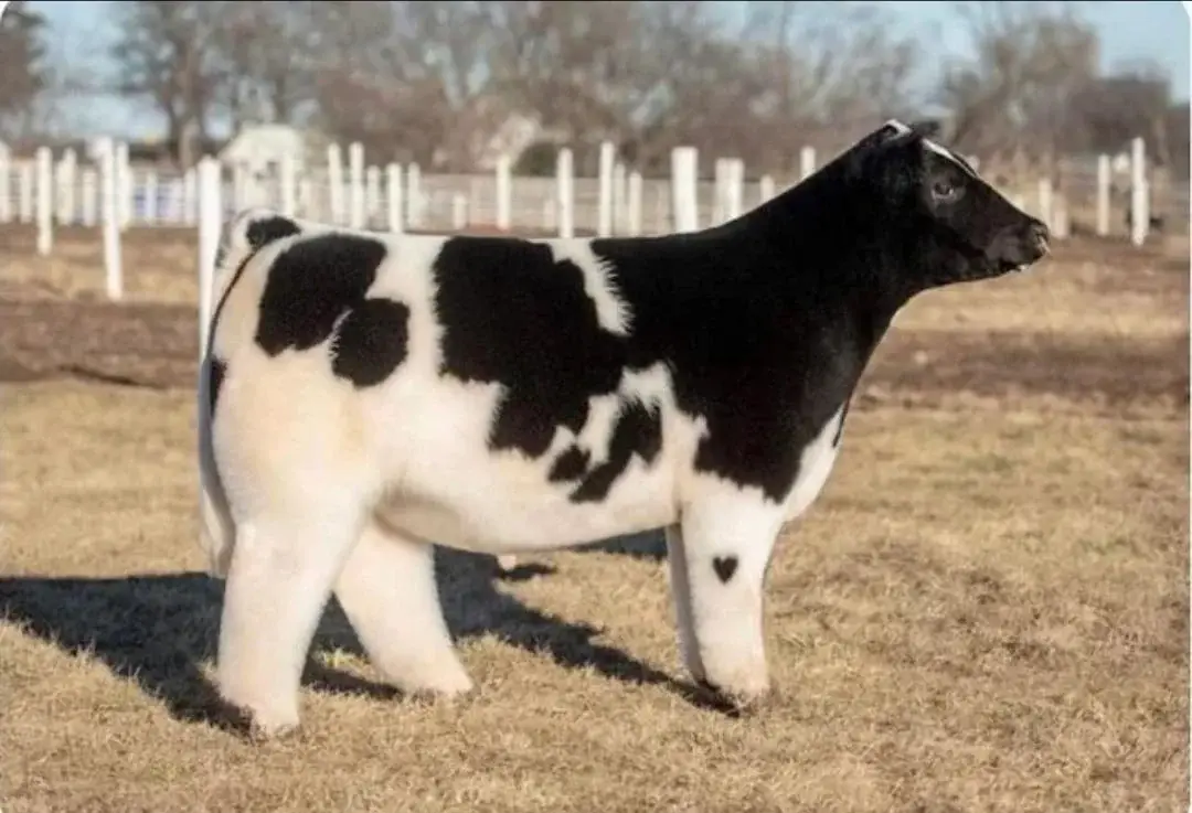 a black and white calf stands in a dry grass field with a white fence in the background. The calf has a distinctive black…