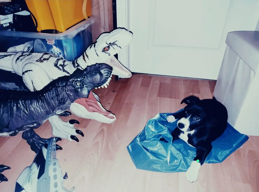 A black and white dog sits calmly on a blue plastic bag on a wooden floor, facing two large, open-mouthed dinosaur toys (one…