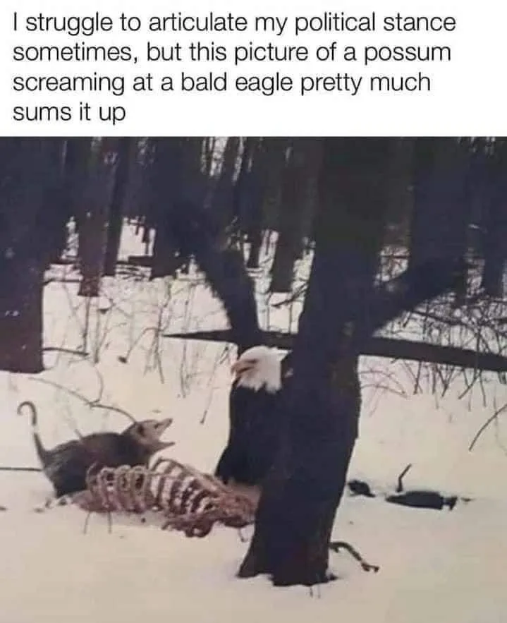 A snowy forest scene shows a possum with its mouth open, appearing to scream at a bald eagle perched on a tree trunk…