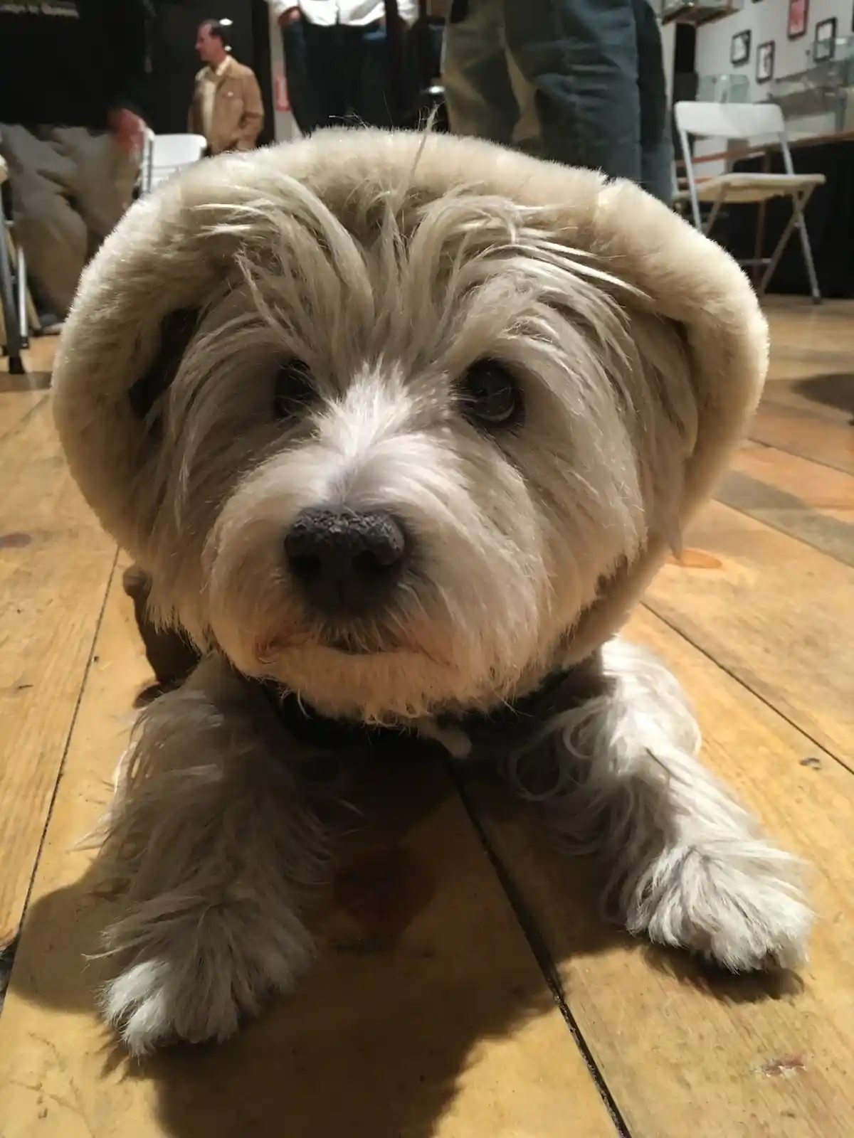 A close-up photo of a fluffy white dog lying on a wooden floor, looking directly at the camera with a serious expression…