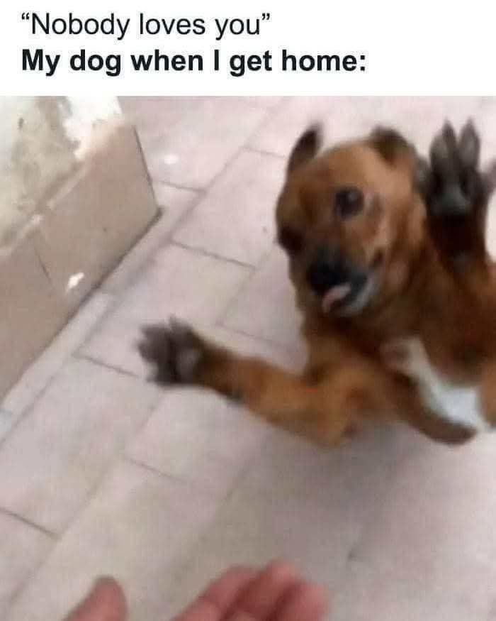 A blurry photo shows a brown dog lying on a tiled floor, enthusiastically raising both paws toward a person's hand visible…