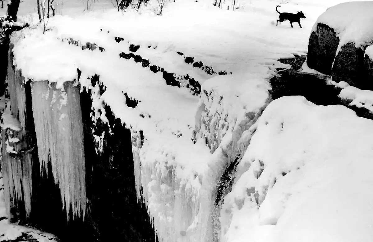 A black-and-white photo shows a dog walking on the snowy edge of a cliff, with large icicles hanging down from the cliff…