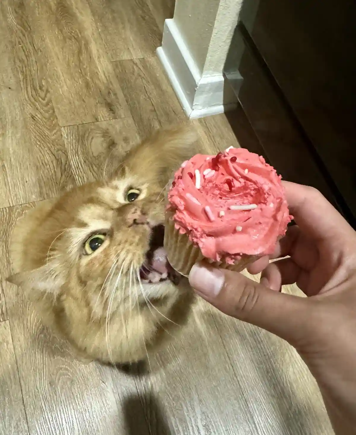 A fluffy ginger cat on a wooden floor looks up with wide eyes as a human hand holds a cupcake with pink frosting and…