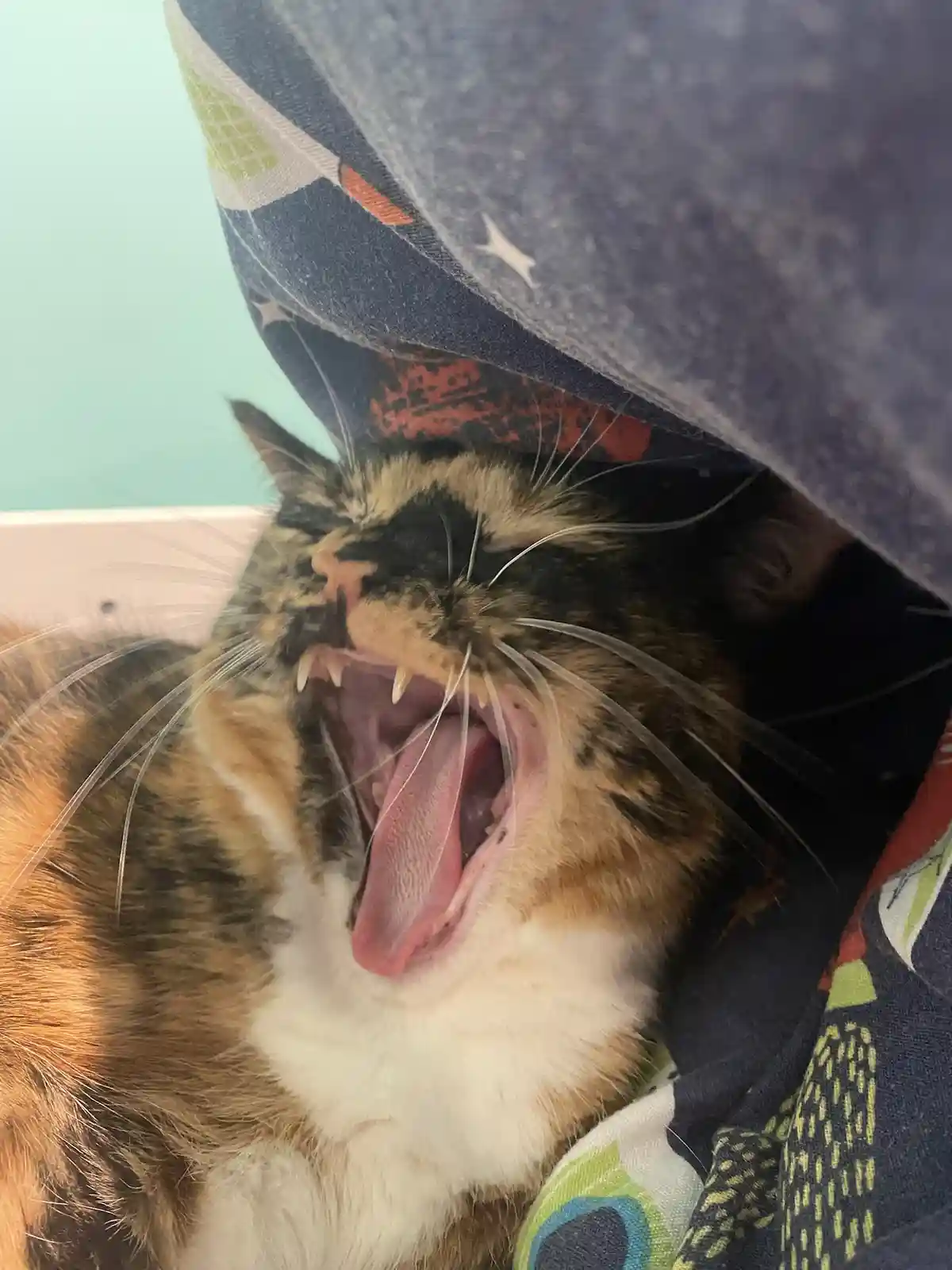 a calico cat with a wide open mouth, showing its teeth and tongue, is yawning while partially covered by a patterned…