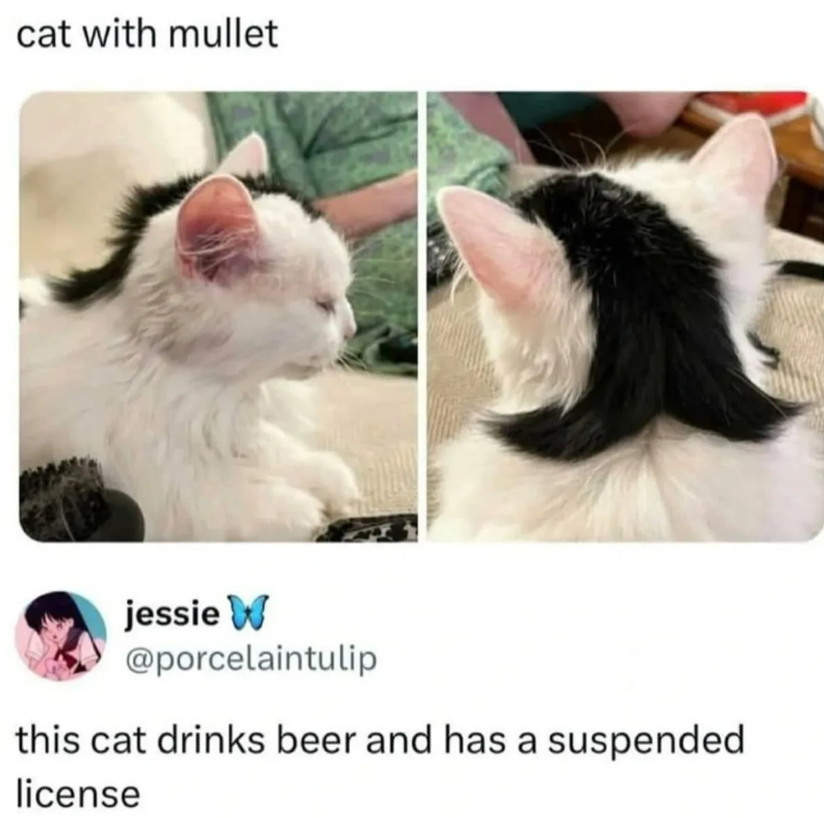 A split image shows a white cat with a distinctive black mullet hairstyle from two angles. The top text reads 'cat with…