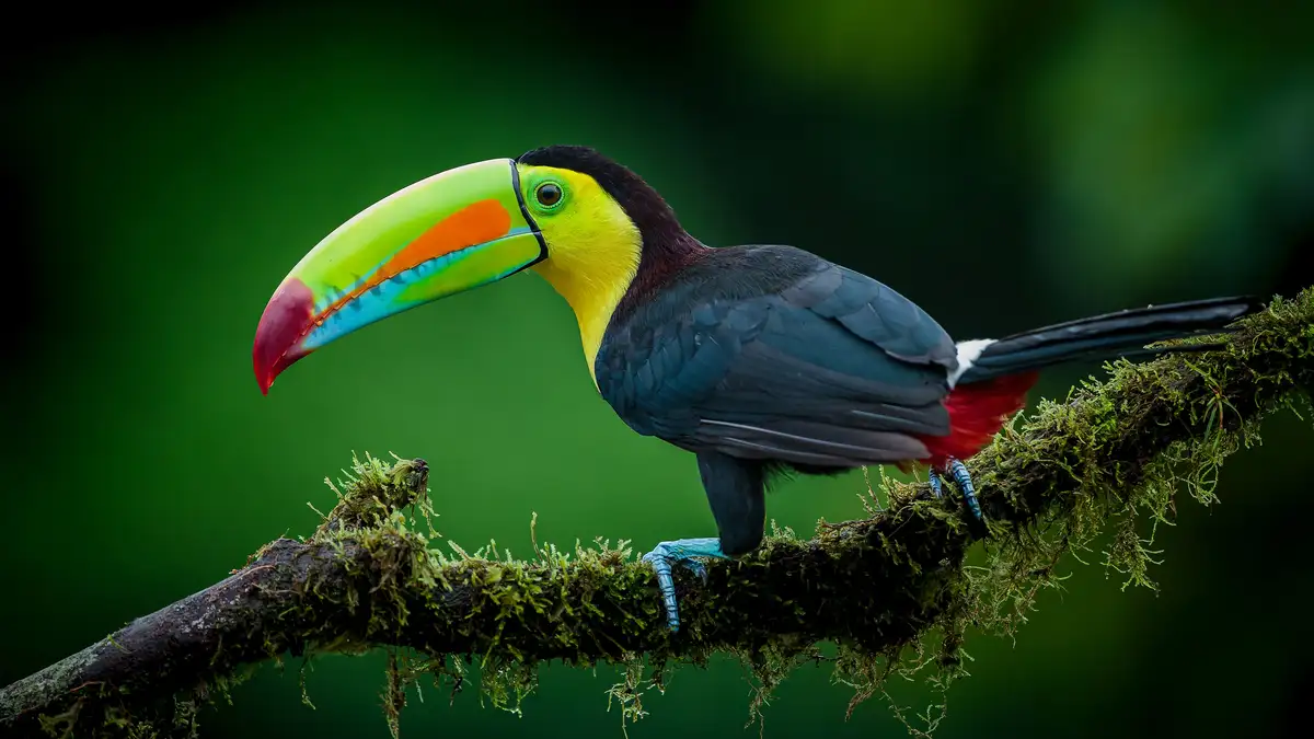 The keel-billed toucan's notable feature is its large, curving beak, resembling the underside of a boat's keel. Despite its…