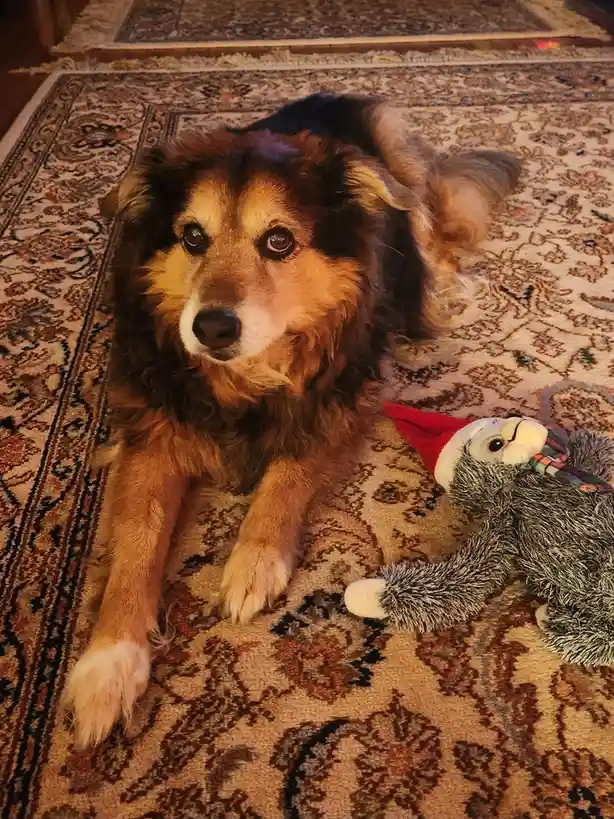 Peanut the Dog's Daily Adventures: Day 1588