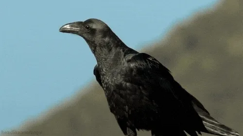 A sequence of six images shows a black bird, likely a crow or raven, in a sequence of increasingly exaggerated open-mouthed…