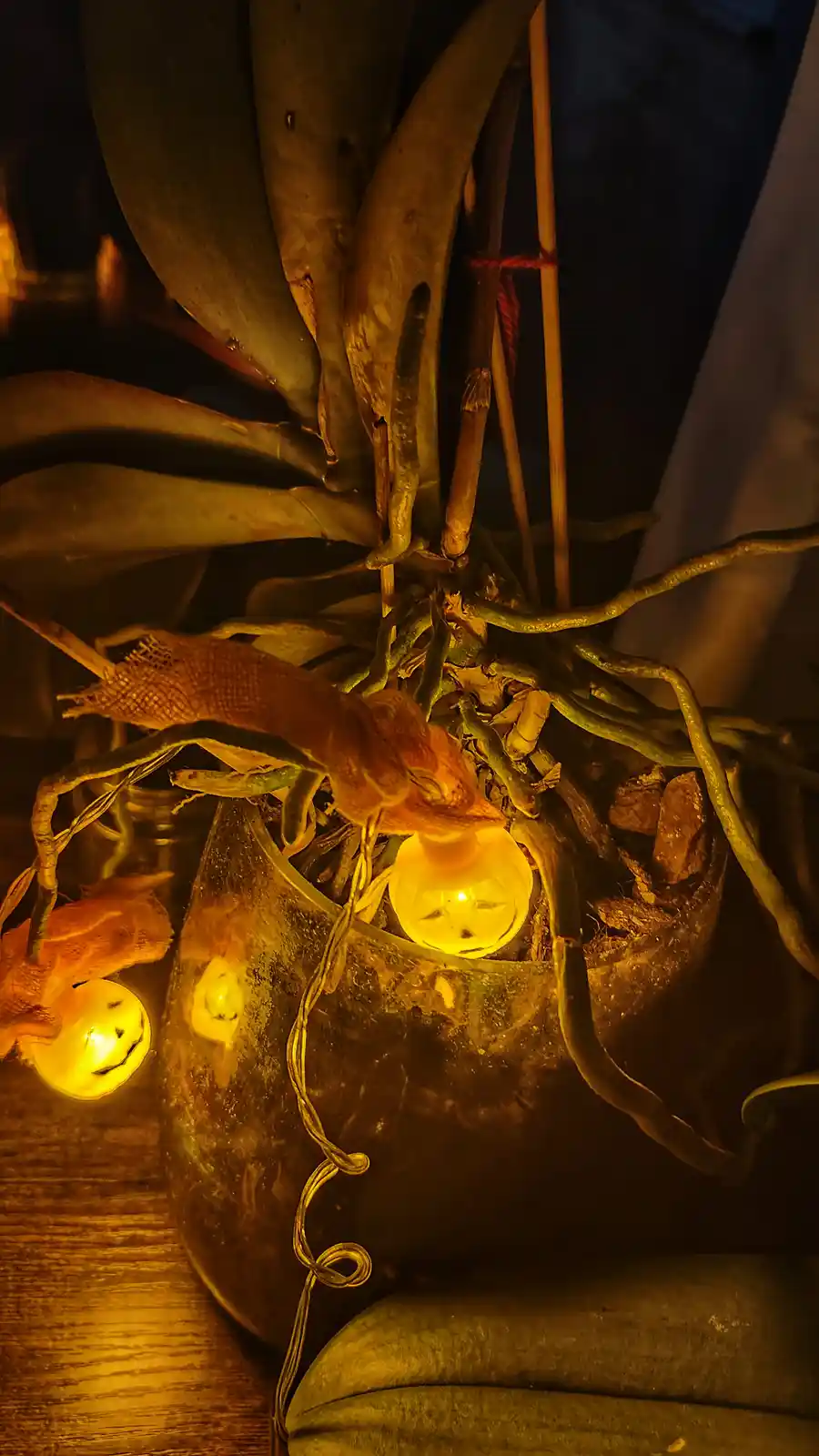 A close-up photo shows a small brown lizard resting on the exposed roots of a potted plant, illuminated by warm, orange…