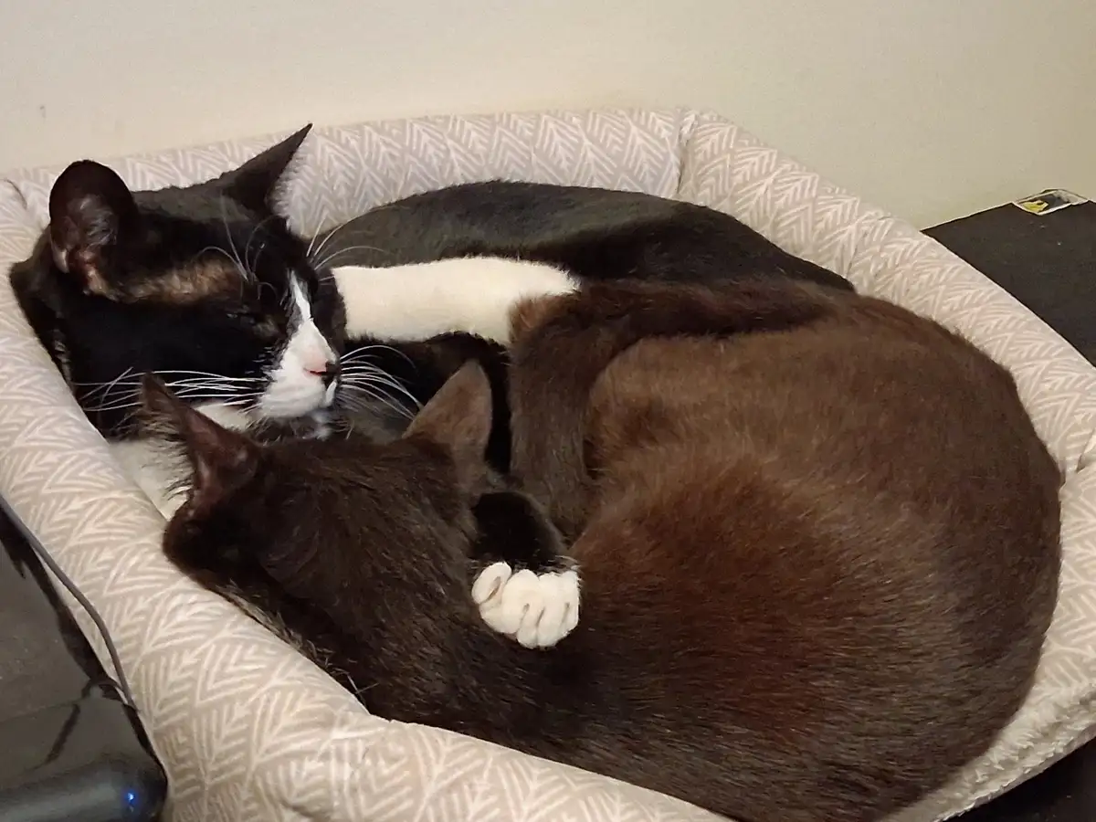 Two cats are curled up together in a patterned pet bed, one black and white cat is awake and looking at the other dark brown…