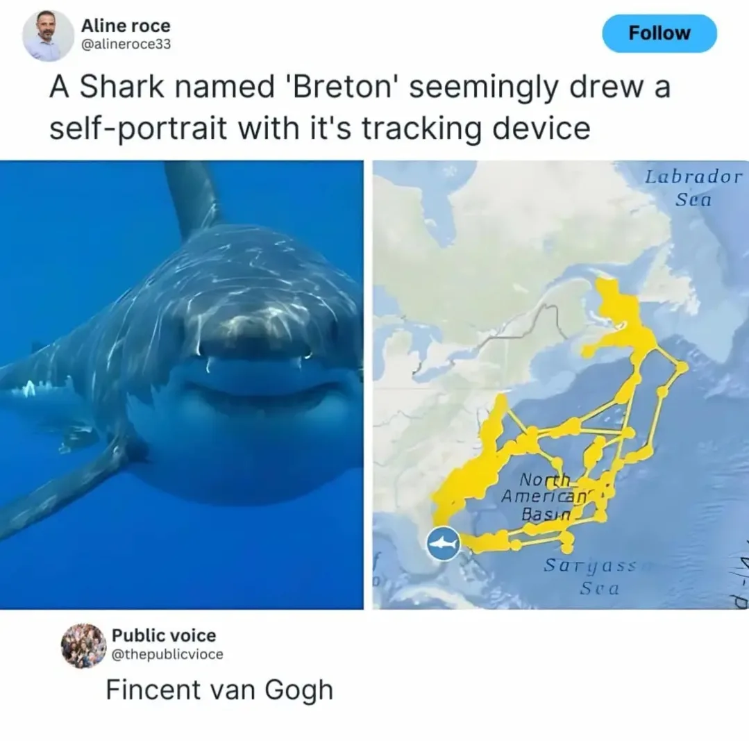 The image displays a split-screen: on the left, a close-up underwater photo of a shark looking directly at the camera, and…