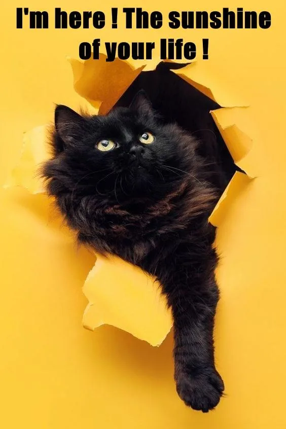 A fluffy black cat with wide, bright eyes peers out from a torn hole in a bright yellow paper background. The text overlaid…