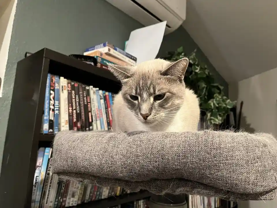 A light-colored cat with a grumpy expression sits atop a gray fabric-covered perch, looking down with half-closed eyes…