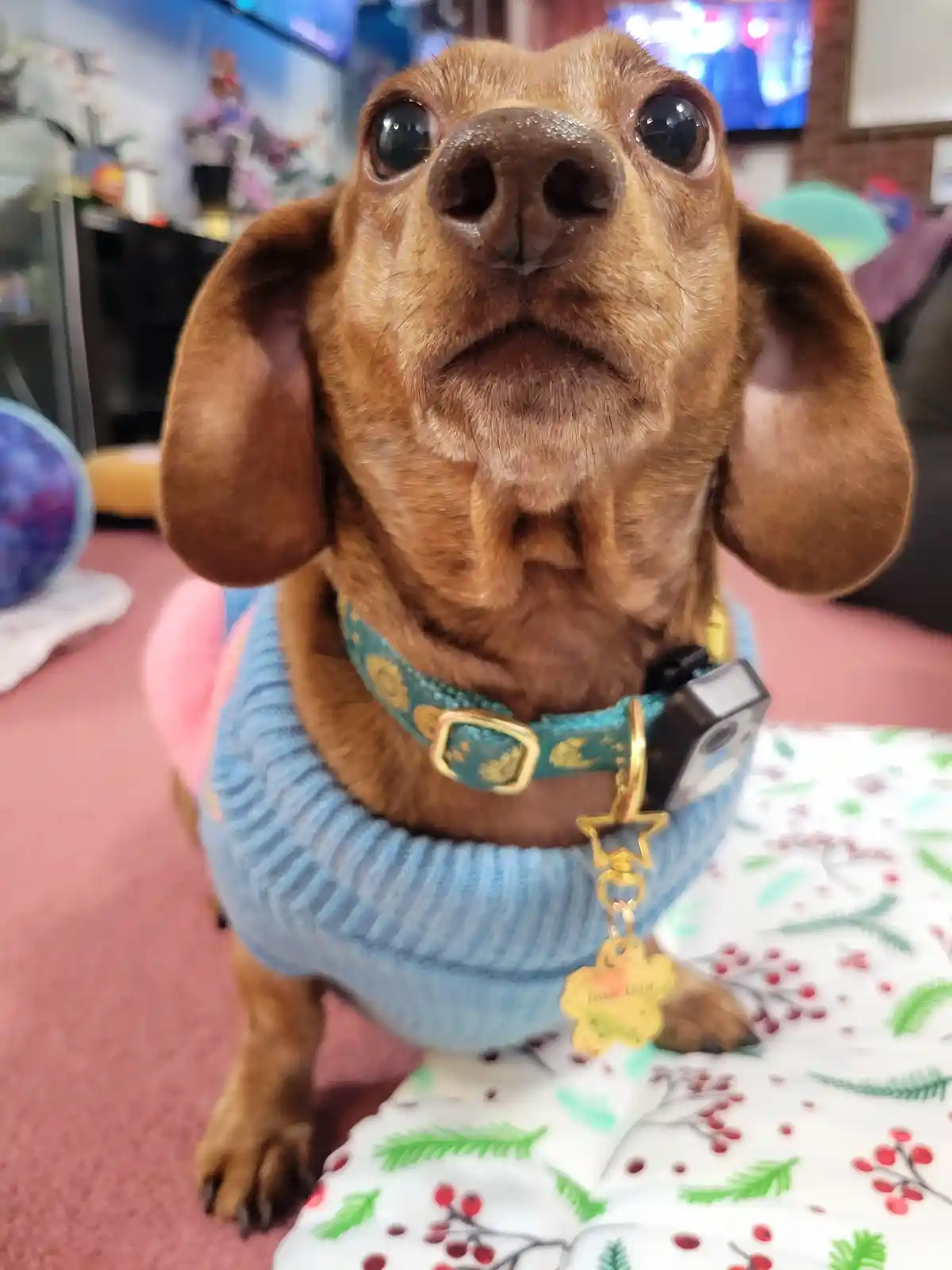 A close-up of a brown dachshund wearing a light blue knitted sweater and a teal collar with a star-shaped tag and a small…
