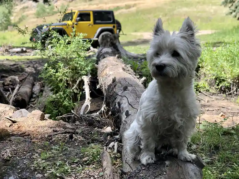 A small, fluffy white West Highland White Terrier sits attentively on a large fallen log in a grassy, wooded outdoor…