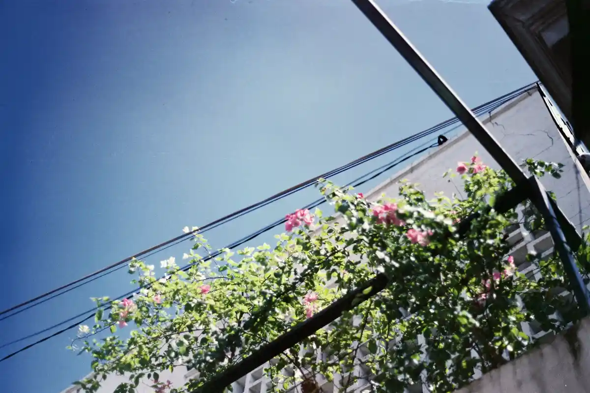 A low-angle photo shows pink flowers and green leaves against a clear blue sky, with power lines and a white building in the…
