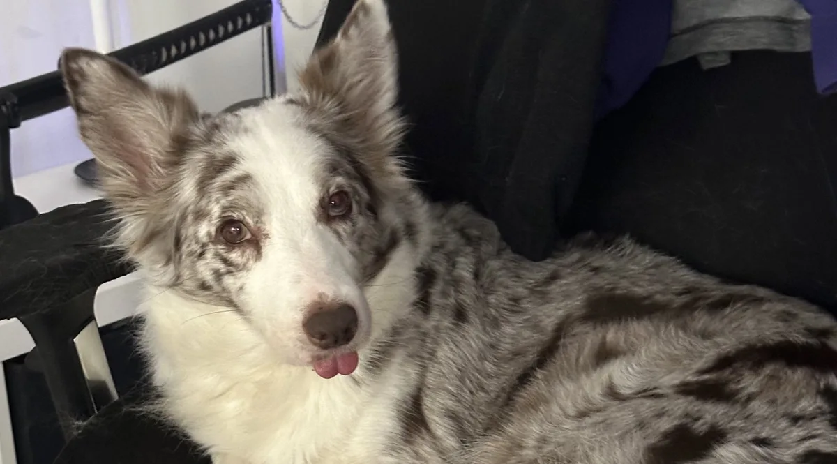 A close-up photo of a merle-patterned border collie with white and gray fur, lying on a black chair, looking directly at the…