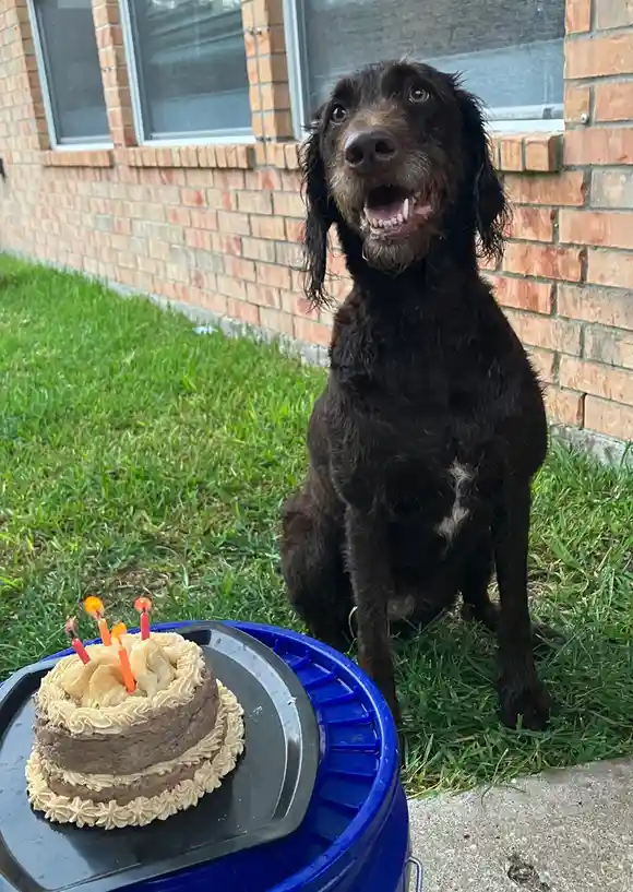 A black dog with floppy ears sits on green grass in front of a brick wall, looking up with an open mouth and happy…