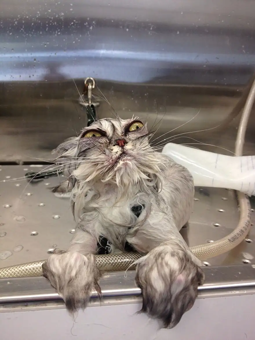 A wet, shaggy cat with wide, horrified eyes is lying in a stainless steel sink, its fur matted and dripping, paws resting on…