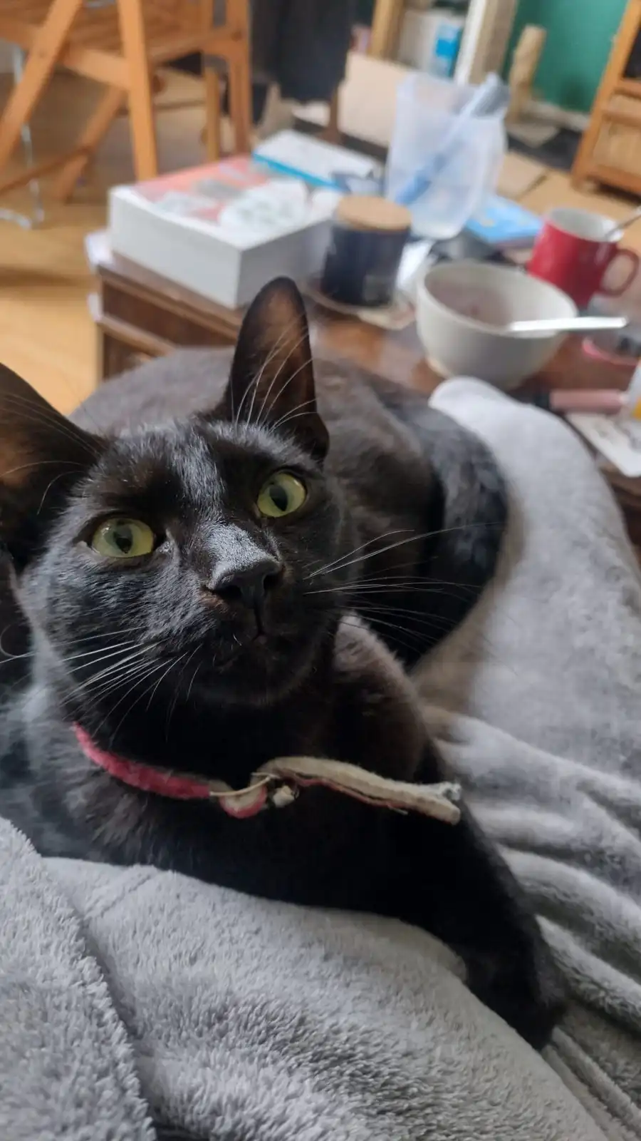 A black cat with bright green eyes and a pink collar lies on a gray blanket, looking directly at the camera with a slightly…