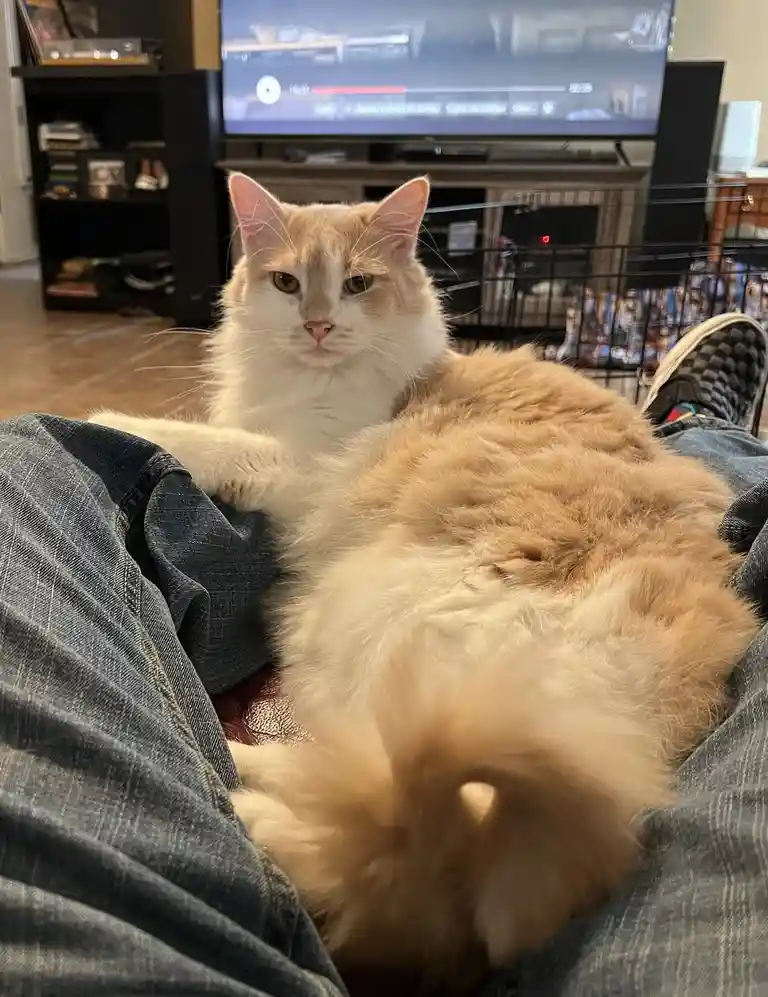 A fluffy, long-haired orange and white cat is lounging comfortably on a person's lap, who is wearing blue jeans. The cat has…