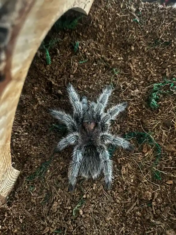 A large, hairy tarantula with gray and black bristles sits centered on brown wood chip substrate, with a curved wooden hide…
