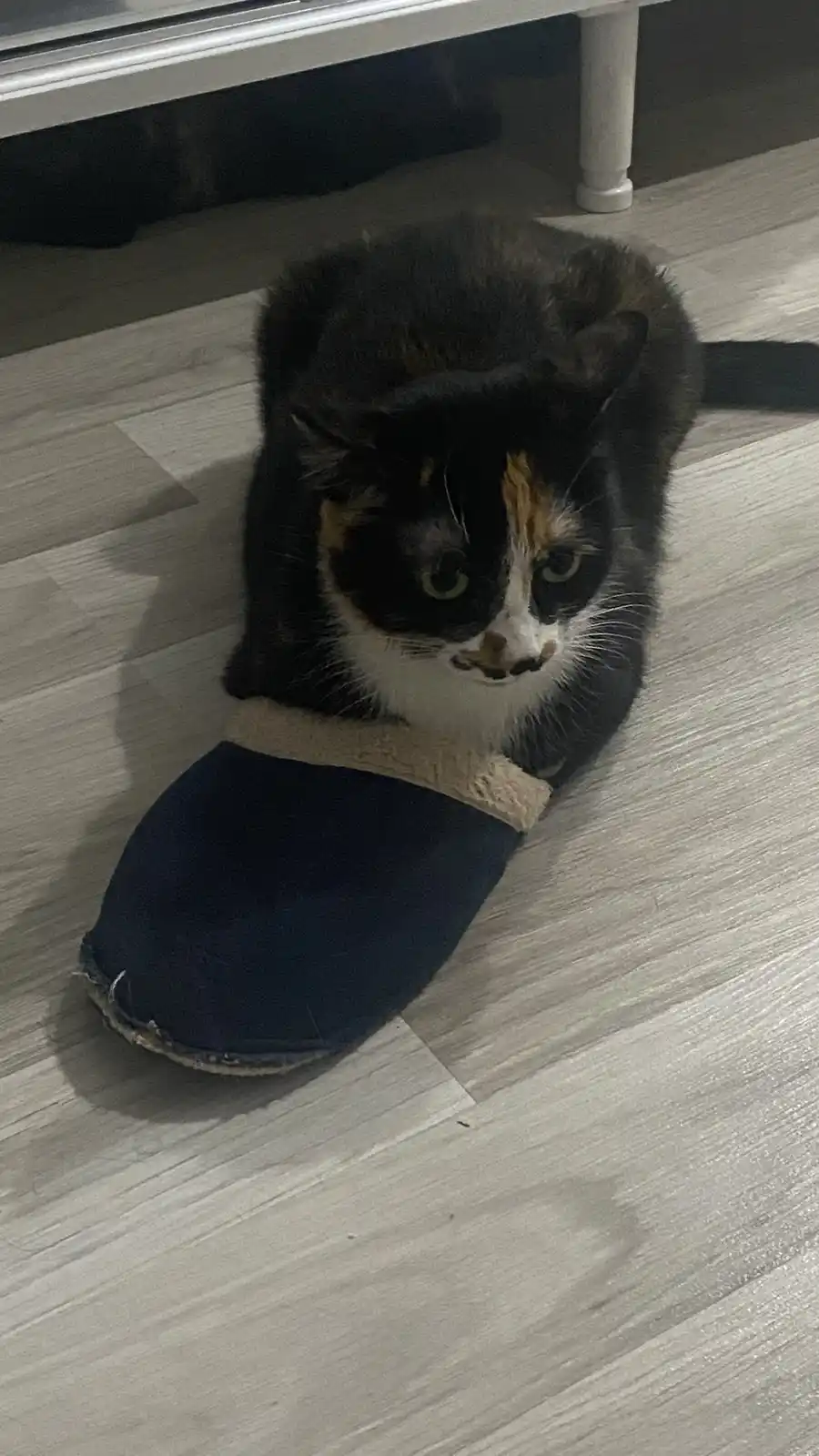 A calico cat with black, orange, and white fur sits on a light wood floor, looking directly at the camera with a displeased…