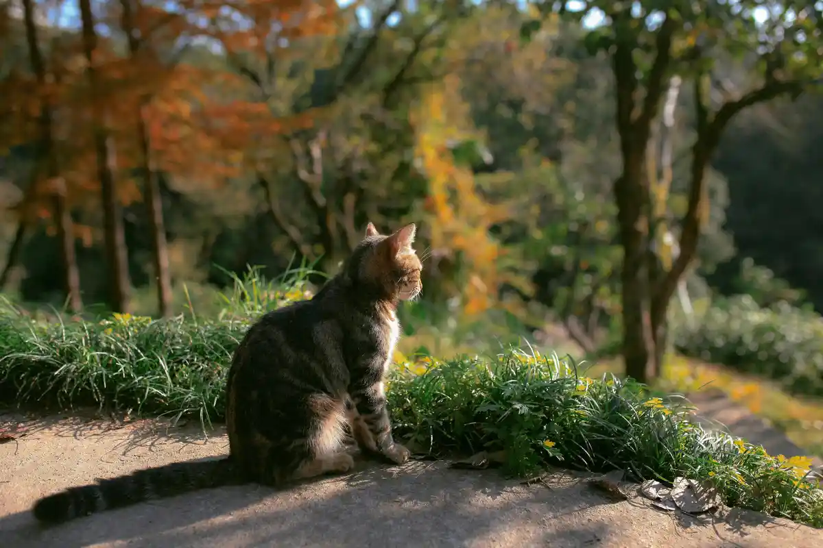 A tabby cat sits calmly on a sunlit concrete path beside green grass and yellow flowers, with a blurred background of autumn…