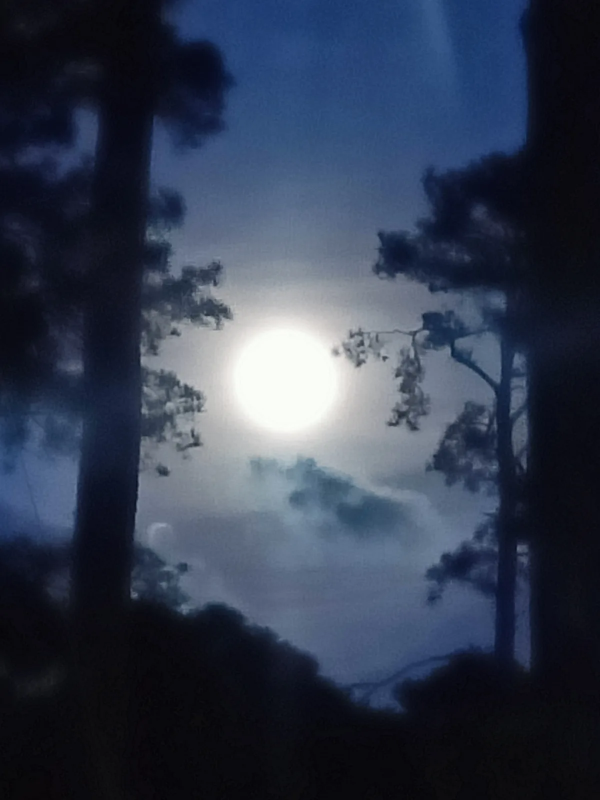 A blurry night photo shows a bright full moon framed by dark tree silhouettes against a blue sky with faint clouds. The…