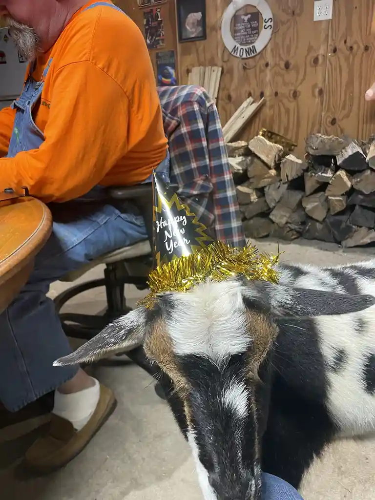 A black-and-white goat with a festive gold tinsel party hat that reads 'Happy New Year' is in the foreground, seemingly…