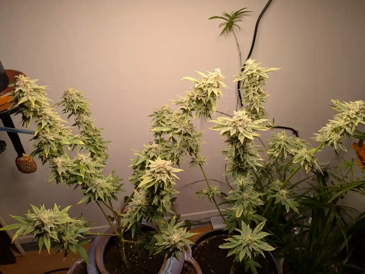 The image shows several potted cannabis plants with large, dense buds covered in trichomes, growing indoors against a plain…