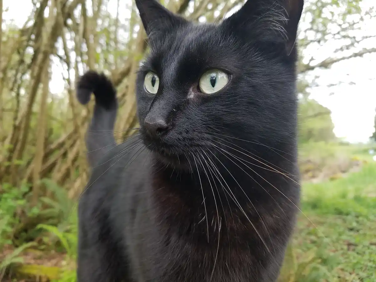 A close-up photo of a black cat with striking green eyes and a slightly tilted head, standing outdoors in a wooded area with…