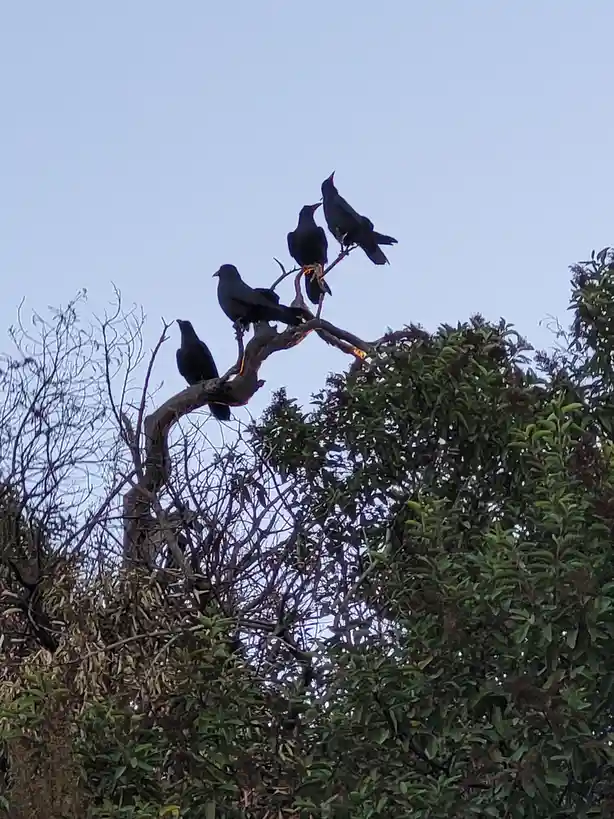 Four black crows are perched on a gnarled tree branch against a pale sky, with dense green foliage below. The overlaid text…