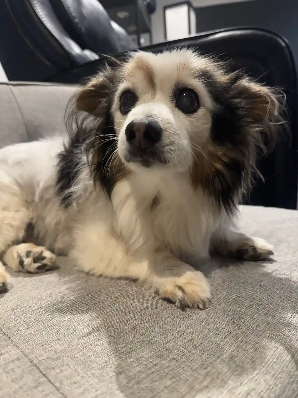 A small, fluffy dog with white, black, and brown fur lies on a gray fabric couch, looking directly at the camera with large…