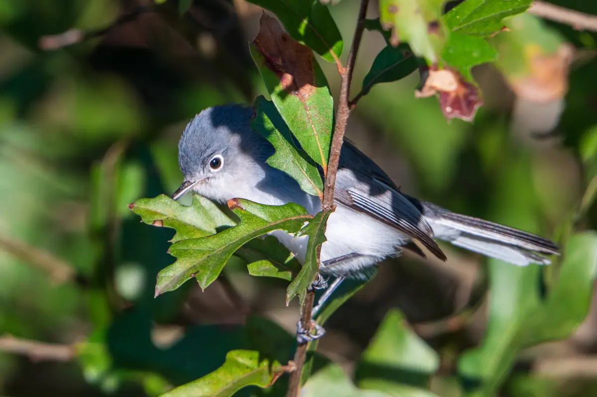 A small gray and white bird, likely a blue-gray gnatcatcher, perches on a branch surrounded by green oak leaves. The bird's…