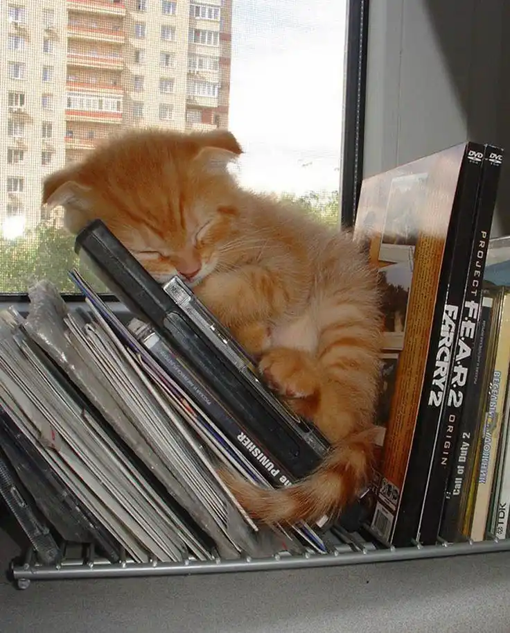 Feeling Sleepy and Cozy