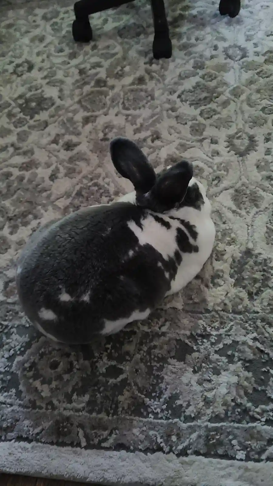A black and white rabbit sits curled up on a patterned rug, viewed from behind, with the text 'i'm not lazy, i'm in…