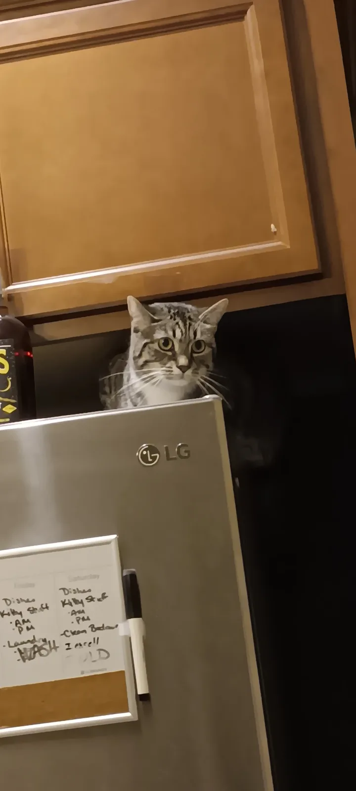 A tabby cat peeks out from behind a silver LG refrigerator in a kitchen, with a whiteboard schedule on the fridge showing…