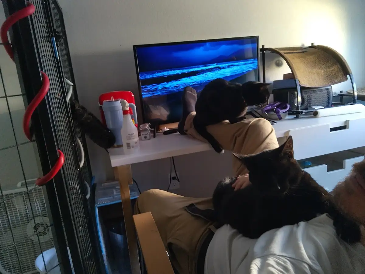 A person sits in a chair with two black cats, one on their lap and another perched on their knee near a desk with a TV…