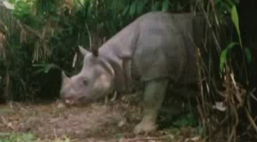 A blurry, low-resolution image shows a rhinoceros standing in a dense, green jungle environment, partially obscured by…